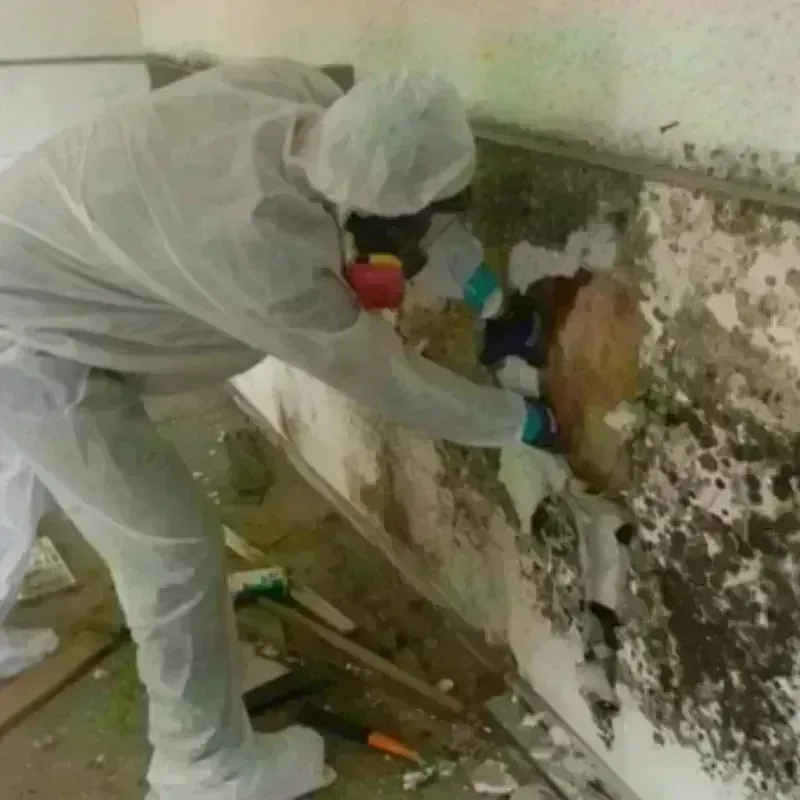 Mold Remediation and Removal in Northwood, OH